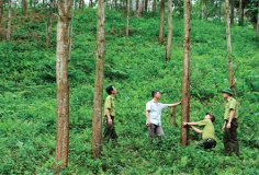 Hoàn thành cơ sở dữ liệu rừng phục vụ thực thi EUDR trước 31/12/2026