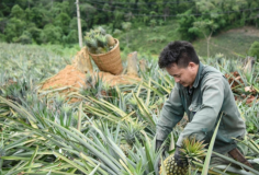 Nâng tầm nông sản Điện Biên: Từ thương hiệu địa phương đến tấm 'giấy thông hành' pháp lý