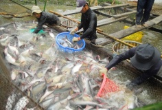 Ứng dụng công nghệ cao và cách mạng AI trong nuôi trồng thủy sản