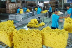 Xuất khẩu cao su 6 tháng đầu năm giảm cả lượng và giá trị