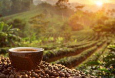Xuất khẩu cà phê: Nâng giá trị gia tăng để giữ lợi thế cạnh tranh