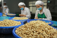 Trung Quốc, Mỹ chiếm gần một nửa kim ngạch xuất khẩu hạt điều của Việt Nam