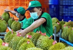 Thị trường 1,4 tỷ dân mở cửa, xuất khẩu sầu riêng vượt 1 tỷ USD nhưng giá vẫn lao dốc