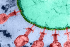 Startup Mỹ tuyên bố dùng AI thiết kế virus để điều trị bệnh