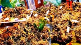 Đà Nẵng phát triển dược liệu theo hướng hiện đại, gắn với kinh tế tuần hoàn