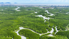 Việt Nam sẽ xây dựng cơ sở dữ liệu carbon xanh quốc gia, lộ trình giảm phát thải từ carbon xanh