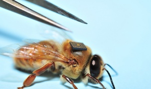 Nghiên cứu đột phá để khắc phục hiện tượng “đàn ong lìa tổ”