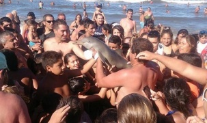 Mê chụp ảnh “tự sướng”, cá heo nhỏ bị đám đông hiếu kỳ giết chết
