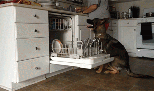 Chó xếp chén bát vào máy rửa