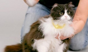 Thế giới đã phát minh được vòng đeo cổ hiểu được tiếng mèo