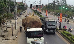 Dàn xe chở cây khủng của Hải Sơn (Quảng Bình) bị thu hồi phù hiệu