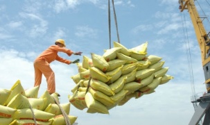 Thủ tướng đồng ý xuất khẩu gạo trở lại nhưng phải đảm bảo an ninh lương thực
