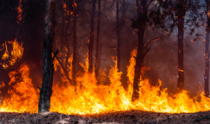 Công nghệ giúp phát hiện và cảnh báo cháy rừng sớm