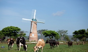 Vinamilk tích cực đầu tư cho các trang trại bò sữa và nhiều dự án lớn sắp đi vào hoạt động