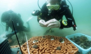 Xây nhà cho san hô bằng công nghệ in 3D