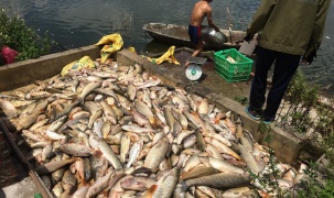 Vụ đầu độc cá ở Hải Dương: Tạm đình chỉ 2 lần vì chưa xác định được bị can