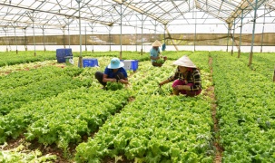 Lâm Đồng cung ứng gần 800.000 tấn rau cho thị trường Tết