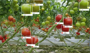 Nhật Bản chế tạo robot sử dụng AI để thu hoạch trái cây