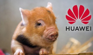 Huawei chuyển sang chăn nuôi heo công nghệ AI