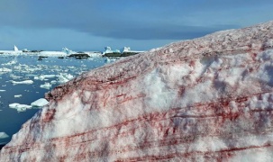 “Tuyết dưa hấu” bất ngờ xuất hiện ở Nam Cực