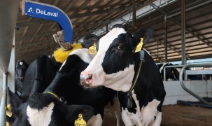Thêm 2.100 con bò sữa từ Mỹ đã gia nhập đàn tại trang trại Vinamilk Quảng Ngãi