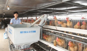 Thái Nguyên: Tỷ phú nông dân sáng chế máy cho gà ăn tự động, loáng cái đã chăm xong đàn gà hàng ngàn con