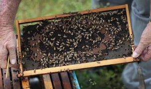 Ong được huấn luyện để phát hiện Covid-19 trong vòng vài giây
