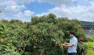 Tỉnh Hải Dương sắp đưa vải thiều lên sàn thương mại điện tử