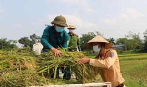 Sức trẻ giúp dân gặt lúa mùa dịch Covid-19