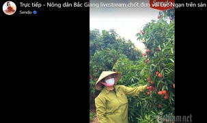 Nông dân Bắc Giang bán 8 tấn vải nhờ livestream Facebook