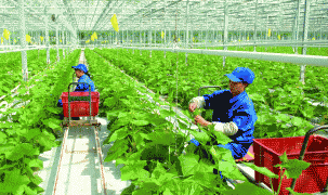 Việt Nam tập trung hỗ trợ các sản phẩm nông nghiệp chủ lực