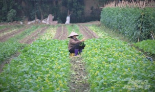 An toàn thực phẩm giúp Hà Nội phát triển kinh tế xã hội
