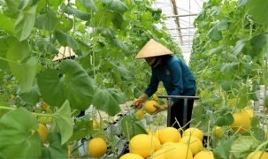 Australia hỗ trợ Việt Nam phát triển nông nghiệp