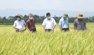Phát triển vùng sản xuất lúa gạo chất lượng cao