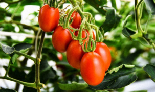 Nhật Bản bán cà chua sử dụng công nghệ chỉnh sửa gen giúp giảm căng thẳng và sợ hãi