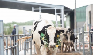 Nutifood nhập 3300 con bò sữa thuần chủng từ Mỹ