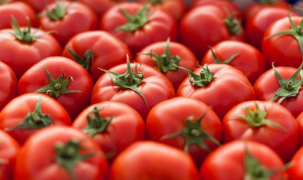 Nhật Bản phát triển thành công giống cà chua chỉnh sửa gen giá 500.000 đồng/kg