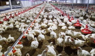 Mô hình nuôi gà công nghệ cao tại Uông Bí