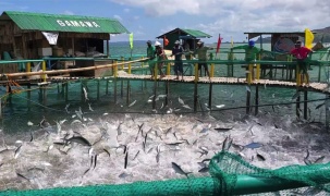 Philippines: Ứng dụng ICT để kiểm tra, giám sát hoạt động đánh bắt cá