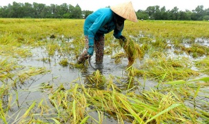 Bảo hiểm chỉ số thời tiết cho nông dân trồng lúa dựa trên công nghệ blockchain