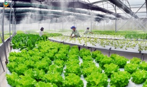 Chuyển đổi số để hướng đến phát triển nông nghiệp xanh bền vững