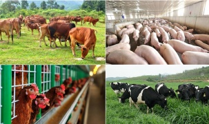 Đẩy mạnh hoạt động Khoa học và Công nghệ ngành chăn nuôi