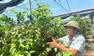Phú Thọ: Lão nông thành công nhờ “chuyển đổi số” nông nghiệp