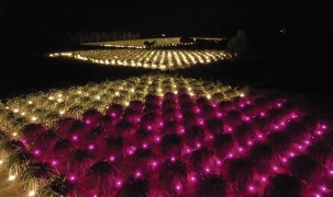 Ứng dụng đèn LED trong chiếu sáng nông nghiệp
