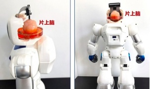 Trung Quốc chế tạo robot có bộ não làm từ tế bào gốc của con người