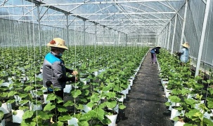 Quảng Bình: Thúc đẩy chuyển đổi số nông nghiệp