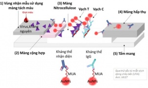 Sáng chế hữu ích điều trị ung thư của các nhà khoa học Việt