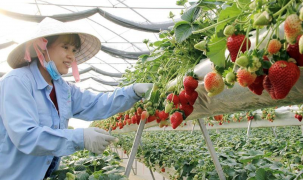 Xây dựng hệ thống truy xuất nguồn gốc bắt đầu từ nông dân