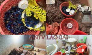 Nhóm lừa đảo thông qua hình thức livestream bán đá ruby “đổ thạch”