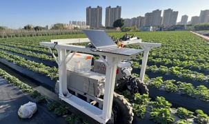 Robot hái dâu tích hợp AI: Bước tiến mới hướng tới thương mại hóa thu hoạch tự động